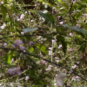 Bauera rubioides at Colo Vale, NSW - 1 Oct 2021