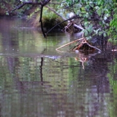 Ornithorhynchus anatinus (Platypus) at Pialligo, ACT - 2 Oct 2021 by MB