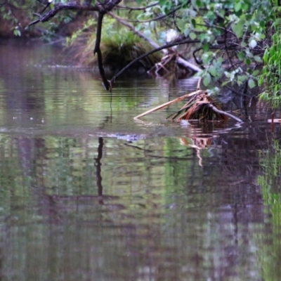 Ornithorhynchus anatinus (Platypus) at Pialligo, ACT - 3 Oct 2021 by MB