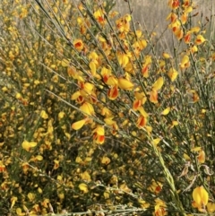 Cytisus scoparius subsp. scoparius (Scotch Broom, Broom, English Broom) at Lake Burley Griffin West - 3 Oct 2021 by JaneR