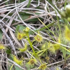 Drosera sp. at Yarralumla, ACT - 3 Oct 2021