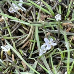 Limosella australis (Austral Mudwort) at Lake Burley Griffin West - 3 Oct 2021 by JaneR