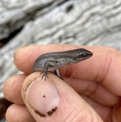 Pseudemoia entrecasteauxii (Woodland Tussock-skink) at Namadgi National Park - 3 Oct 2021 by AndrewCB