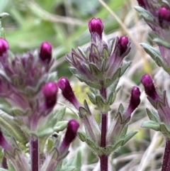 Parentucellia latifolia (Red Bartsia) at Lake Burley Griffin West - 3 Oct 2021 by JaneR