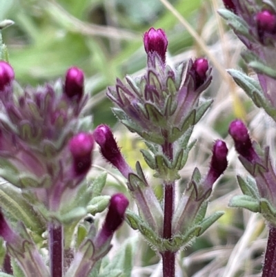 Parentucellia latifolia (Red Bartsia) at Lake Burley Griffin West - 3 Oct 2021 by JaneR