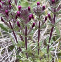 Parentucellia latifolia at Downer, ACT - 3 Oct 2021