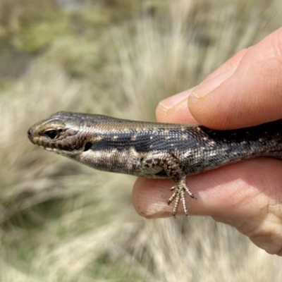 Pseudemoia entrecasteauxii (Woodland Tussock-skink) at Namadgi National Park - 3 Oct 2021 by AndrewCB