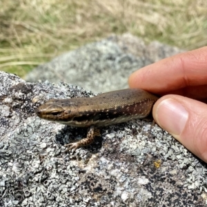 Pseudemoia entrecasteauxii at Mount Clear, ACT - 3 Oct 2021