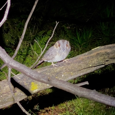Aegotheles cristatus (Australian Owlet-nightjar) at Molonglo Valley, ACT - 29 Aug 2021 by AndrewCB