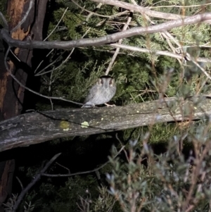 Aegotheles cristatus at Molonglo Valley, ACT - 29 Aug 2021