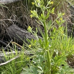 Ranunculus sceleratus (Celery Buttercup) at Downer, ACT - 3 Oct 2021 by JaneR