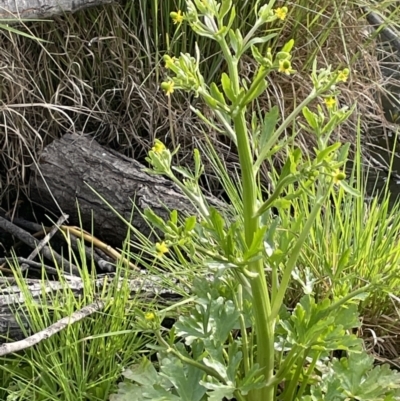 Ranunculus sceleratus (Celery Buttercup) at Downer, ACT - 3 Oct 2021 by JaneR