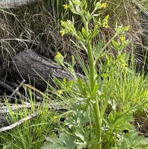 Ranunculus sceleratus at Downer, ACT - 3 Oct 2021