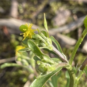 Ranunculus sceleratus at Downer, ACT - 3 Oct 2021