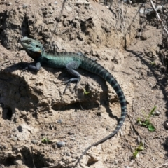 Intellagama lesueurii howittii (Gippsland Water Dragon) at Fyshwick, ACT - 25 Sep 2021 by MB