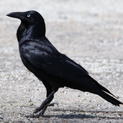 Corvus coronoides (Australian Raven) at Splitters Creek, NSW - 3 Oct 2021 by KylieWaldon