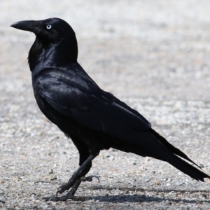 Corvus coronoides at Splitters Creek, NSW - 3 Oct 2021