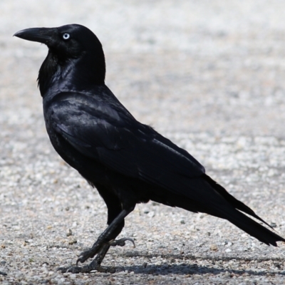 Corvus coronoides (Australian Raven) at Albury - 3 Oct 2021 by Kyliegw