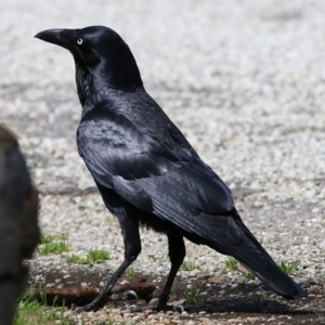 Corvus coronoides at Splitters Creek, NSW - 3 Oct 2021