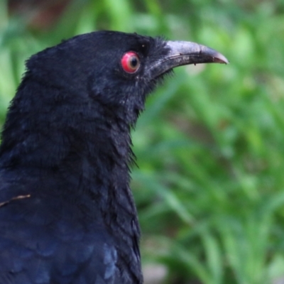 Corcorax melanorhamphos (White-winged Chough) at Wonga Wetlands - 3 Oct 2021 by Kyliegw