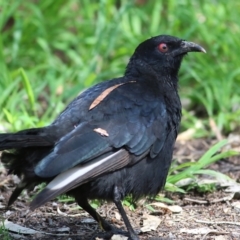 Corcorax melanorhamphos at Splitters Creek, NSW - 3 Oct 2021 11:23 AM