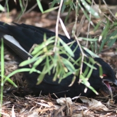 Corcorax melanorhamphos at Splitters Creek, NSW - 3 Oct 2021 11:23 AM