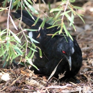 Corcorax melanorhamphos at Splitters Creek, NSW - 3 Oct 2021 11:23 AM