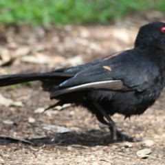 Corcorax melanorhamphos at Splitters Creek, NSW - 3 Oct 2021 11:23 AM