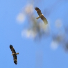 Haliastur sphenurus (Whistling Kite) at Wonga Wetlands - 2 Oct 2021 by Kyliegw