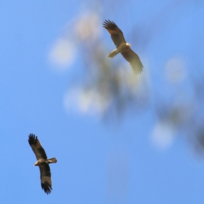 Haliastur sphenurus (Whistling Kite) at Wonga Wetlands - 3 Oct 2021 by KylieWaldon