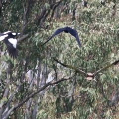 Haliastur sphenurus (Whistling Kite) at Splitters Creek, NSW - 3 Oct 2021 by KylieWaldon