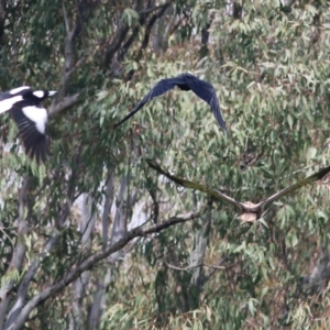 Haliastur sphenurus at Splitters Creek, NSW - 3 Oct 2021