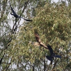 Haliastur sphenurus at Splitters Creek, NSW - 3 Oct 2021 10:51 AM