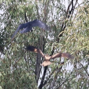 Haliastur sphenurus at Splitters Creek, NSW - 3 Oct 2021