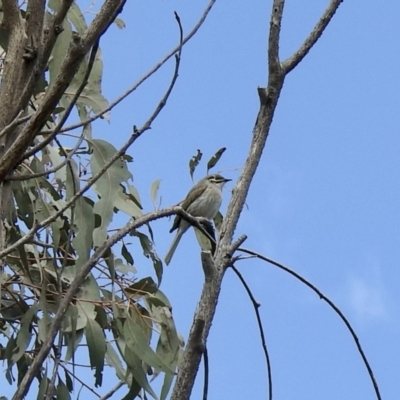 Caligavis chrysops (Yellow-faced Honeyeater) at Namadgi National Park - 3 Oct 2021 by KMcCue