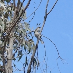 Caligavis chrysops at Booth, ACT - 3 Oct 2021