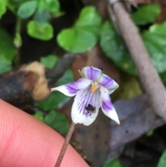 Viola hederacea (Ivy-leaved Violet) at Paddys River, ACT - 3 Oct 2021 by NedJohnston