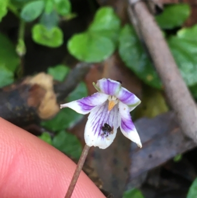 Viola hederacea (Ivy-leaved Violet) at Tidbinbilla Nature Reserve - 2 Oct 2021 by Ned_Johnston