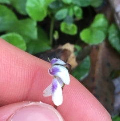 Viola hederacea at Paddys River, ACT - 3 Oct 2021