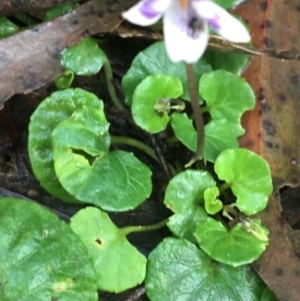 Viola hederacea at Paddys River, ACT - 3 Oct 2021