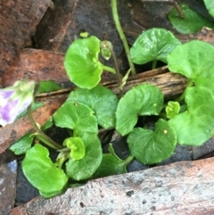 Viola hederacea at Paddys River, ACT - 3 Oct 2021