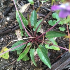 Viola betonicifolia (Mountain Violet) at Tidbinbilla Nature Reserve - 2 Oct 2021 by Ned_Johnston