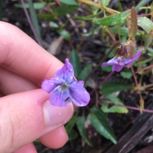 Viola betonicifolia at Paddys River, ACT - 3 Oct 2021