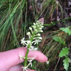 Stackhousia monogyna (Creamy Candles) at Paddys River, ACT - 2 Oct 2021 by Ned_Johnston