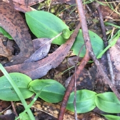 Chiloglottis sp. (A Bird/Wasp Orchid) at Paddys River, ACT - 3 Oct 2021 by NedJohnston