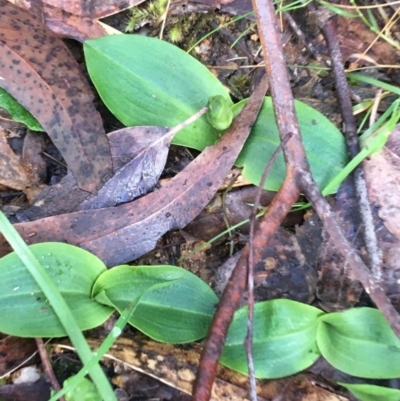 Chiloglottis sp. (A Bird/Wasp Orchid) at Paddys River, ACT - 3 Oct 2021 by NedJohnston