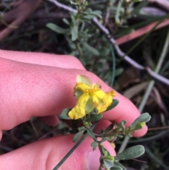 Hibbertia obtusifolia (Grey Guinea-flower) at Tidbinbilla Nature Reserve - 2 Oct 2021 by Ned_Johnston