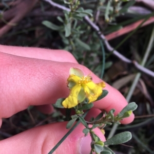 Hibbertia obtusifolia at Paddys River, ACT - 3 Oct 2021