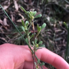 Hibbertia obtusifolia at Paddys River, ACT - 3 Oct 2021 10:05 AM