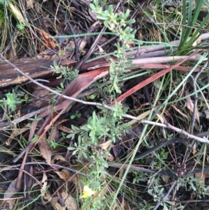 Hibbertia obtusifolia at Paddys River, ACT - 3 Oct 2021 10:05 AM